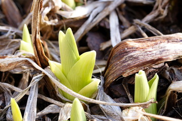 Fr&uuml;hjahrsknospen einer Lilie