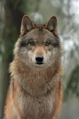 Foto op Plexiglas Wolf Wolf