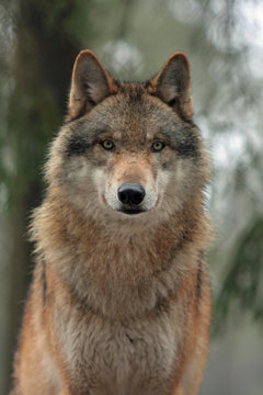 Fototapeta Wolf
