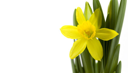 Fresh daffodil