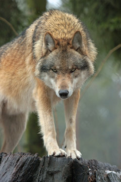 Fototapeta Wolf