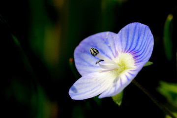 Ehrenpreis Blüte Makro