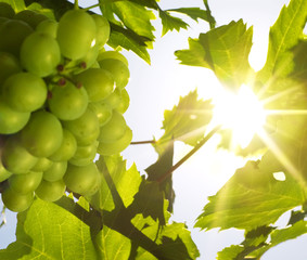 Grapes under the sun (shallow DOF)