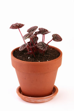 Peperomia Caperata In A Clay Pot