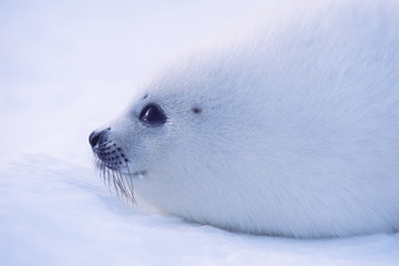 タテゴトアザラシの子供 © jukucho