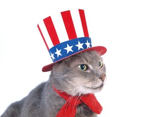 Uncle Sam cat