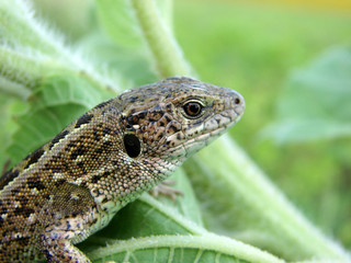 lizard i