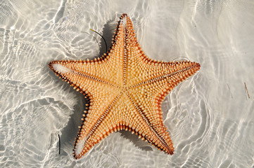 Fototapeta na wymiar Starfish upside down
