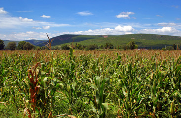 Campo de sorgo (Sorghum). México