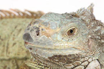 iguana