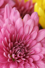 Dahlia Arrangment