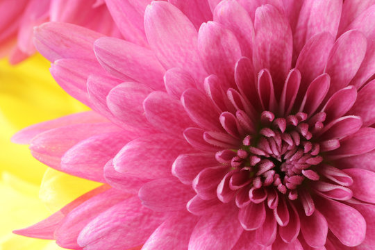 Dahlia Arrangment