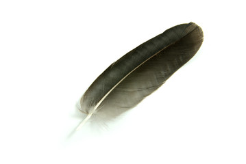 feather