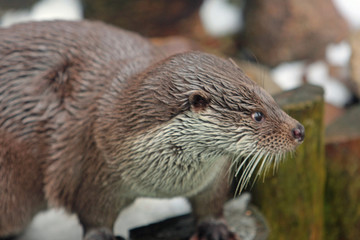 Otter