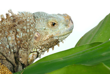 iguana