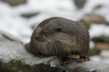 Otter