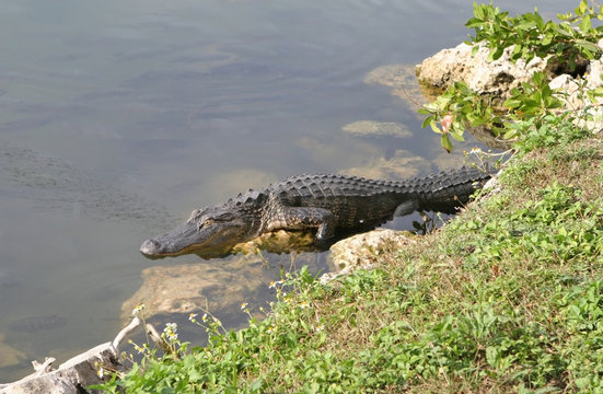 alligator