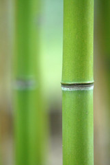 Obraz premium bambu 3