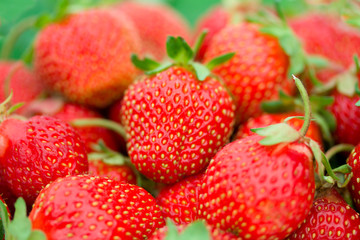 heap of ripe strawberries