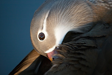Female Mandarin Duck grooming herself (Aix galericulata)