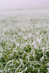 Raureif auf Winterweizenfeld