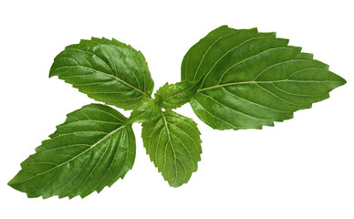 Cinnamon basil leaves