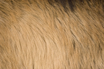 Goat fur
