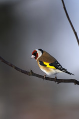 goldfinch portrait