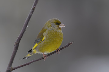 Obraz premium greenfinch portrait