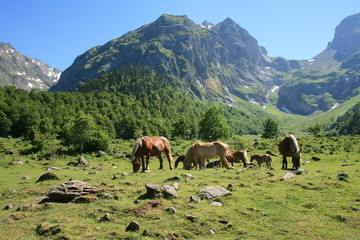 Fototapeta na wymiar Pireneje