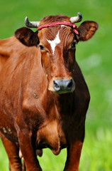 Fototapeta premium Cow
