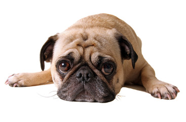 Pouting Pug