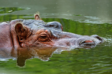 Fototapeta premium Hippopotamus