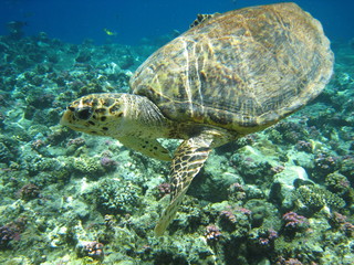 Obraz premium Caretta Caretta