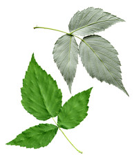 Berry Leaf