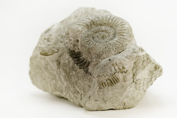 fossile