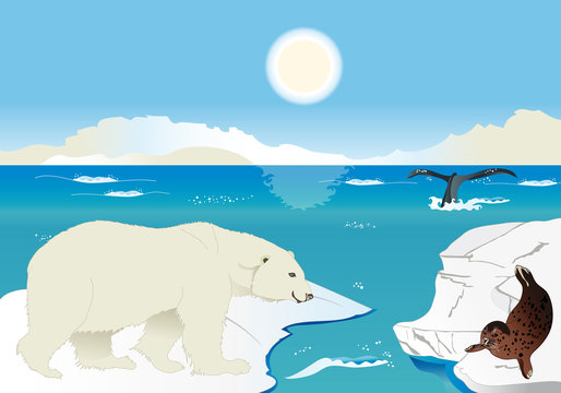 Orso polare, foca e balena
