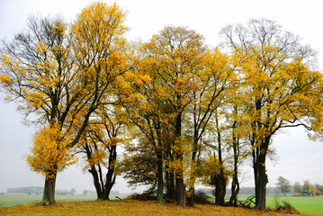 Fototapeta premium Herbst