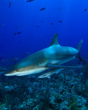 Caribbean Reef Shark and Remora