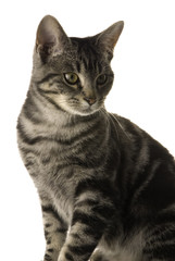 Fototapeta premium pet cat