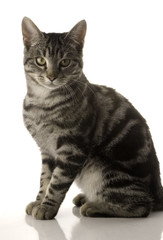 pet cat