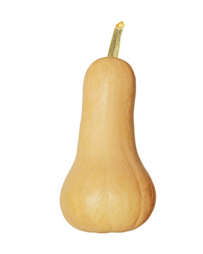 Butternut Squash