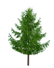 Pine Tree