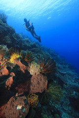 Fototapeta na wymiar Coral reefs