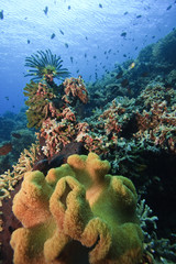 Coral reefs