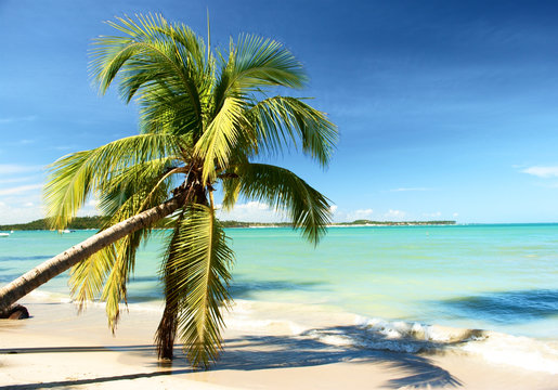 Tropical beach in Brazil