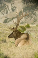 Obraz premium A bull (male) elk relaxes in a grassy meadow.