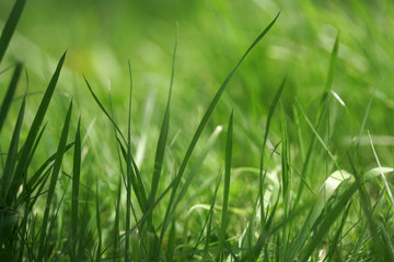 grass