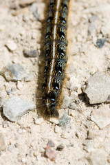 Caterpillar