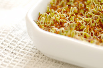 Cress seeds